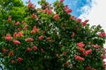 Blooming red horse-chestnut Aesculus Ãâ carnea